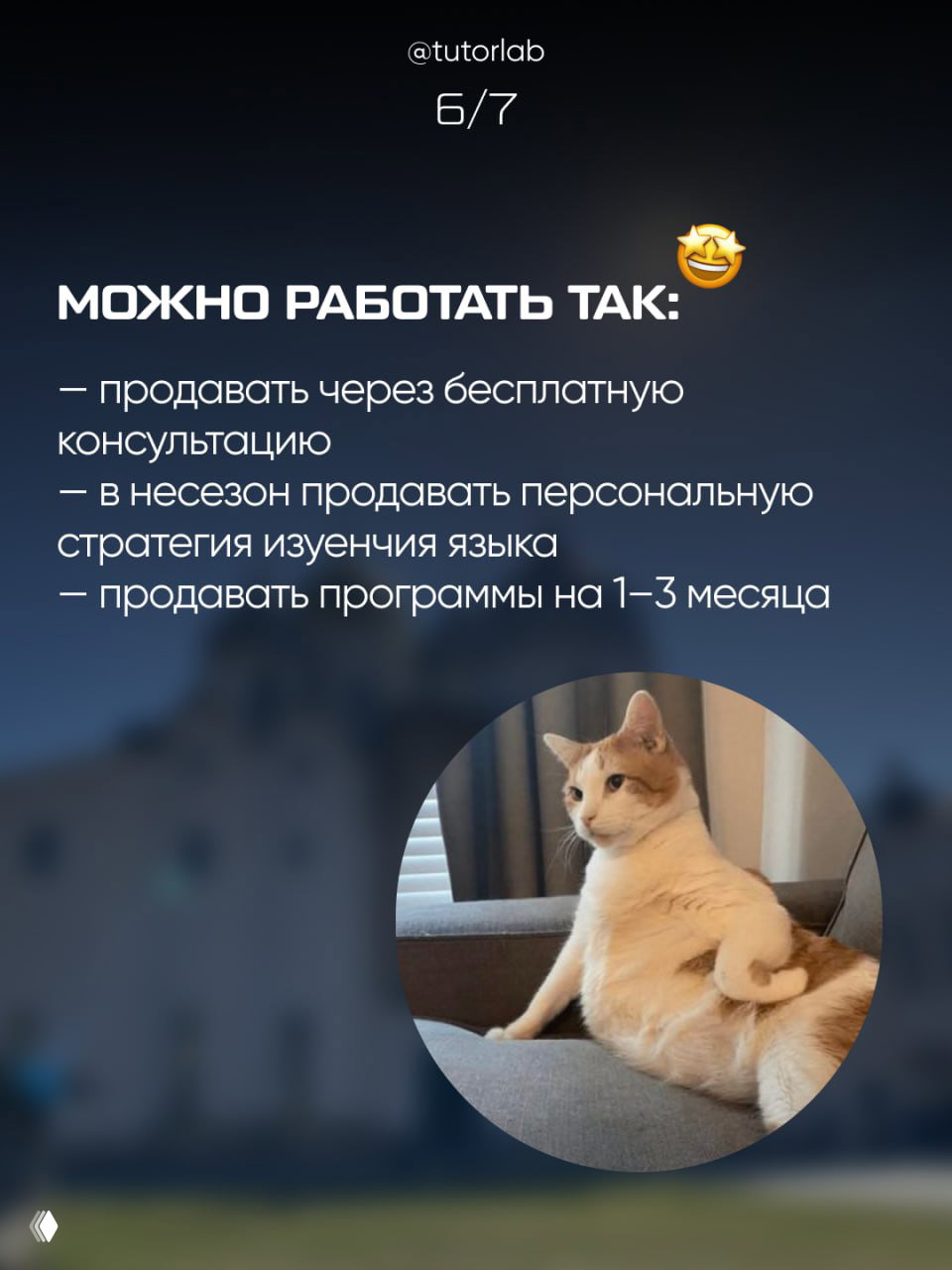 Слайд со списком: варианты работы — продавать через консультацию, персональную стратегию в несезон и программы на 1–3 месяца, сопровождается изображением домашнего кота.