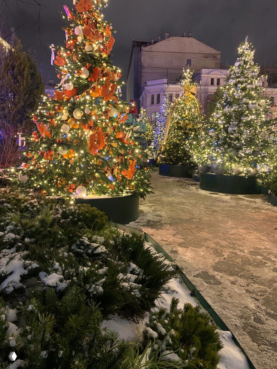 Ряд ярко украшенных рождественских ёлок в городской экспозиции, на заснеженной площади светятся гирлянды и фонари в холодную зимнюю ночь.