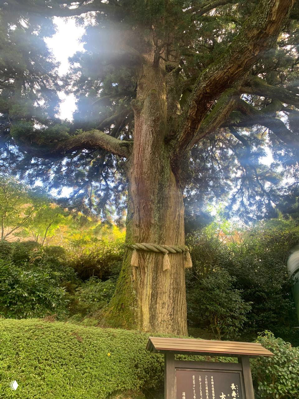 Древнее священное дерево в японском саду Хаконэ: толстый ствол с обвязанной шаманской веревкой и густой кроной среди живой зелени.