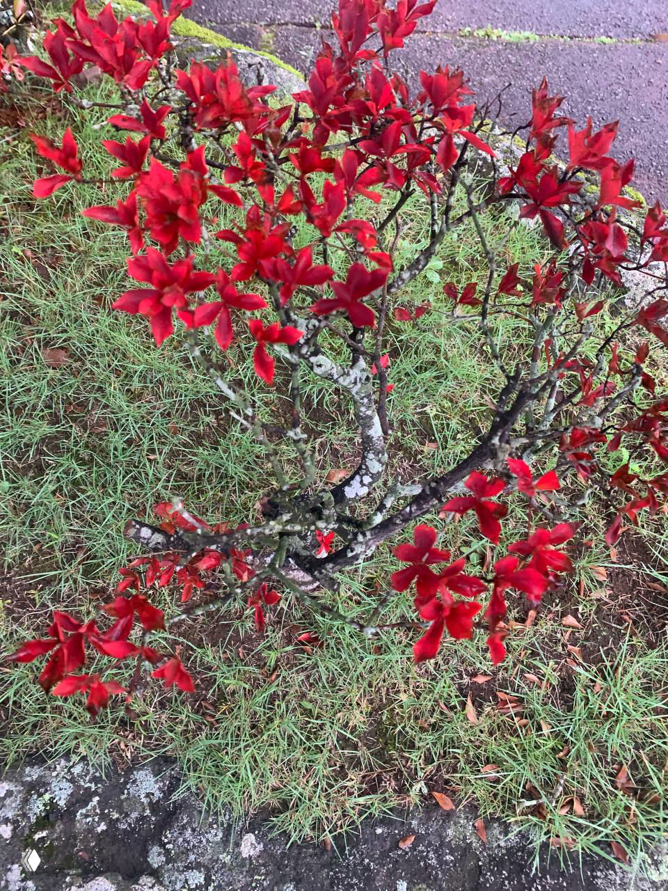 Мелкий куст с ярко-красными листьями на влажной траве — близкий план осенней растительности и детали момидзи в Хаконэ.