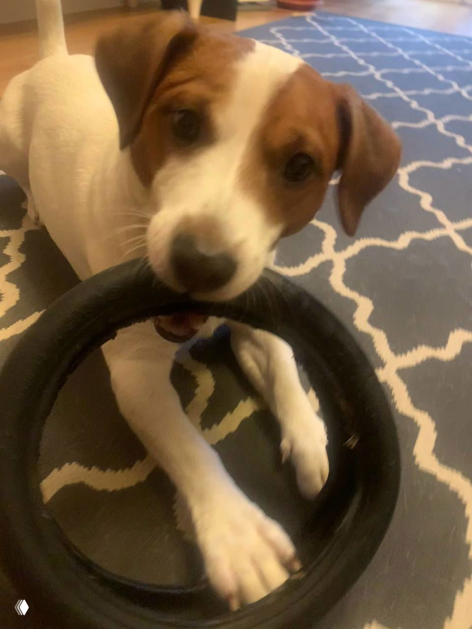 Снимок в интерьере: собака по кличке Мася держит в зубах резиновое кольцо на ковре; внимание на лапах, игрушке и выразительной морде.