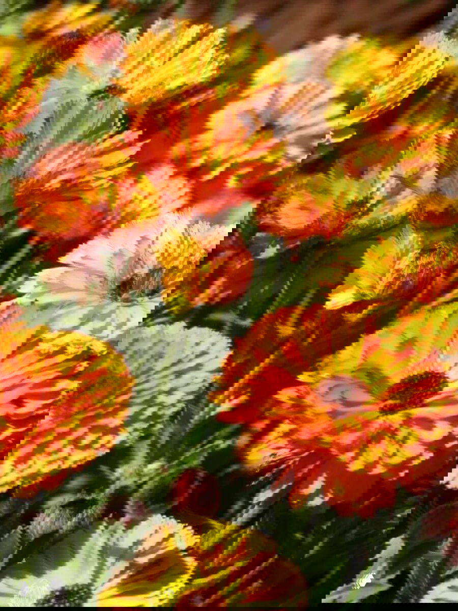 Яркие оранжевые цветы календулы в саду, крупные соцветия в фокусе, подчёркивающие натуральный компонент твёрдого шампуня.