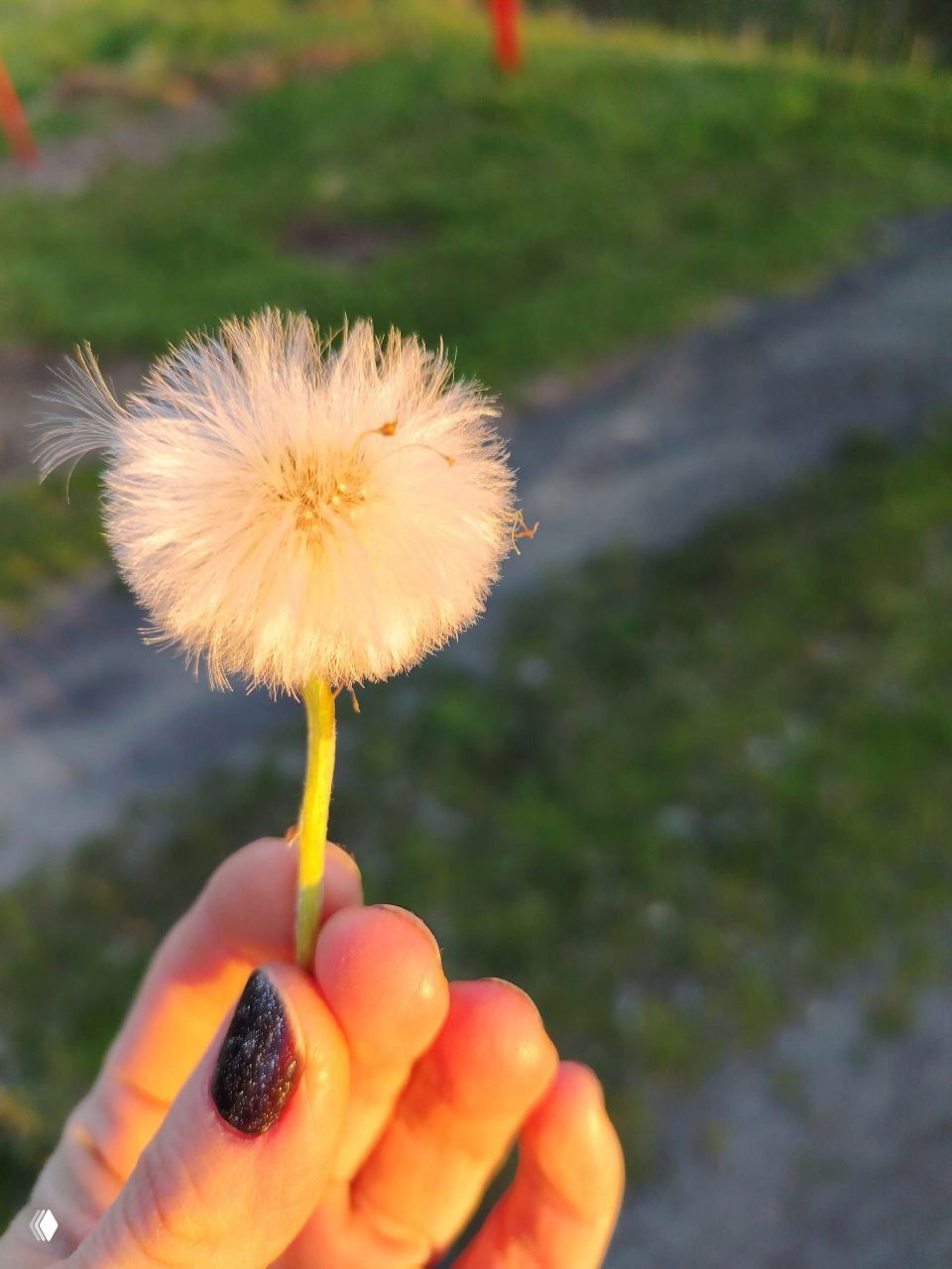 Крупный план пушистого одуванчика в пальцах на фоне размытых дорожек и травы, тёплый вечерний свет создаёт мягкую атмосферу.