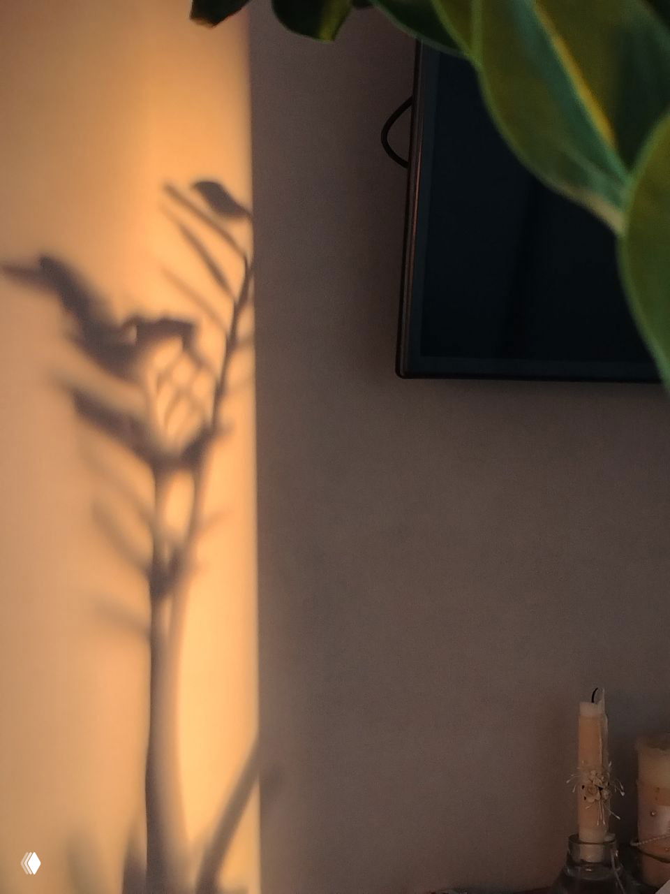 Тёплая тень комнатного растения на стене в мягком закатном свете; видно часть телевизора и свечи, уютный домашний интерьер с атмосферой тепла.