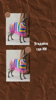 Коллаж: две фотографии собаки в яркой вязаной попоне и свитере с разноцветными полосами на текстурном фоне, демонстрация готовой продукции фабрики.