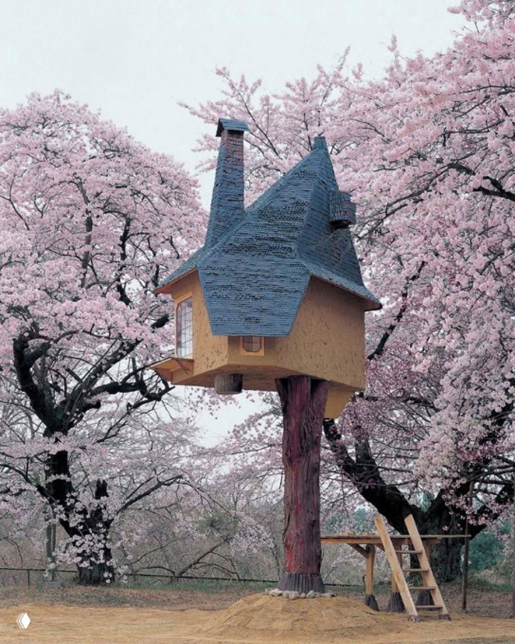 Чайный домик среди цветущих вишнёвых деревьев, уникальная крыша и опора в виде ствола; весенний пейзаж и сакура вокруг строения.