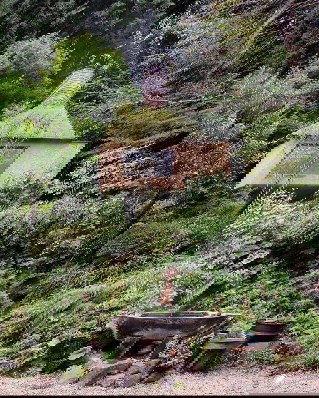 Маленький домик с очагом у подножия, дом укреплён на стволе и окружён пышной зеленью и садовыми растениями, с дорожкой.