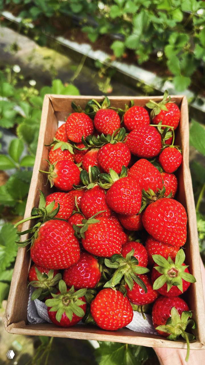 Коробка с яркими свежими клубникой на открытом воздухе, спелые ягоды крупным планом, летняя атмосфера рынка