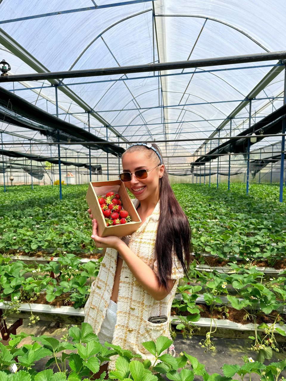 Женщина в солнечных очках держит коробку со свежей клубникой среди зелёных грядок в теплице, видно пространство теплицы и ряд растений на фоне.