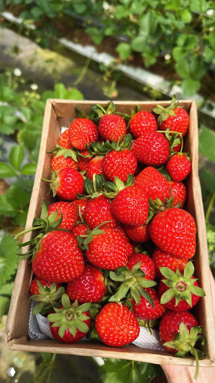 Мечта: сбор клубники на плантациях в Далате