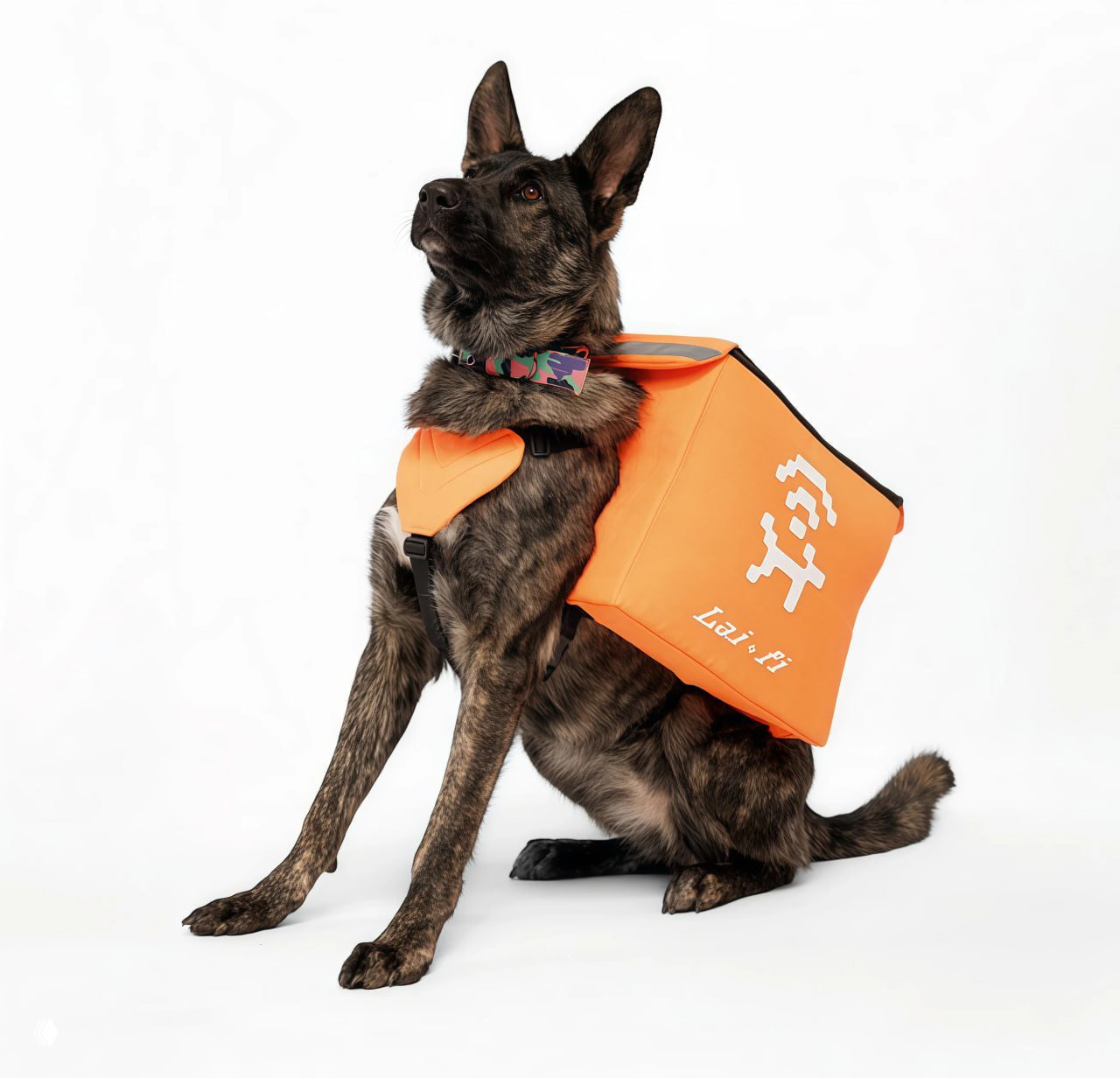 Тёмная собака в ярком оранжевом рюкзаке с логотипом «Lai·fi», рюкзак содержит оборудование для раздачи Wi‑Fi в уличной акции.