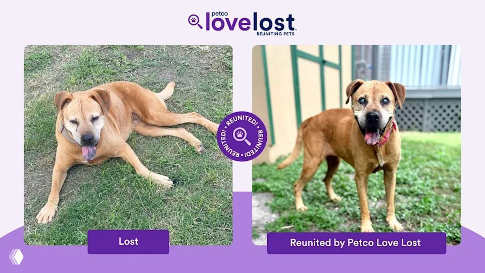 ИИ находит пропавших питомцев