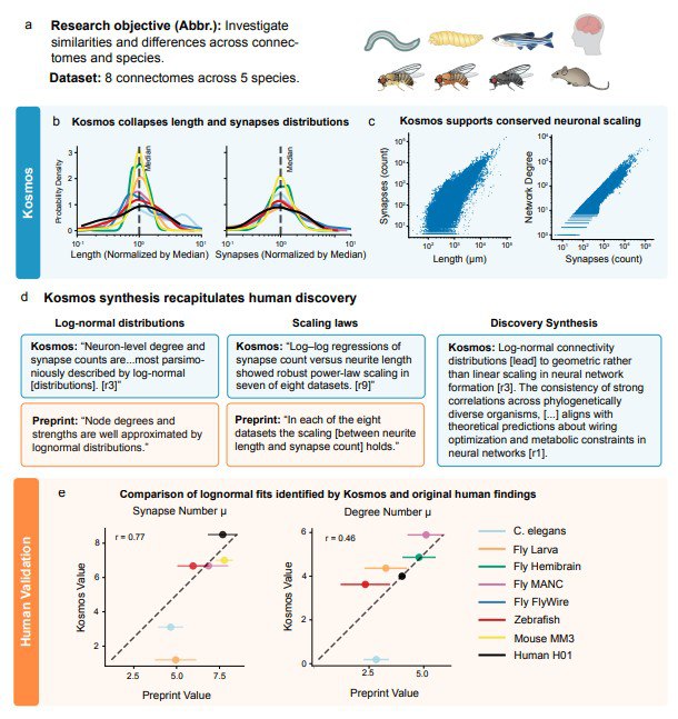 Научная диаграмма с графиками и таблицами, демонстрирующая синтез открытий Kosmos и сравнение с человеческими данными в исследовании, как в публикации.