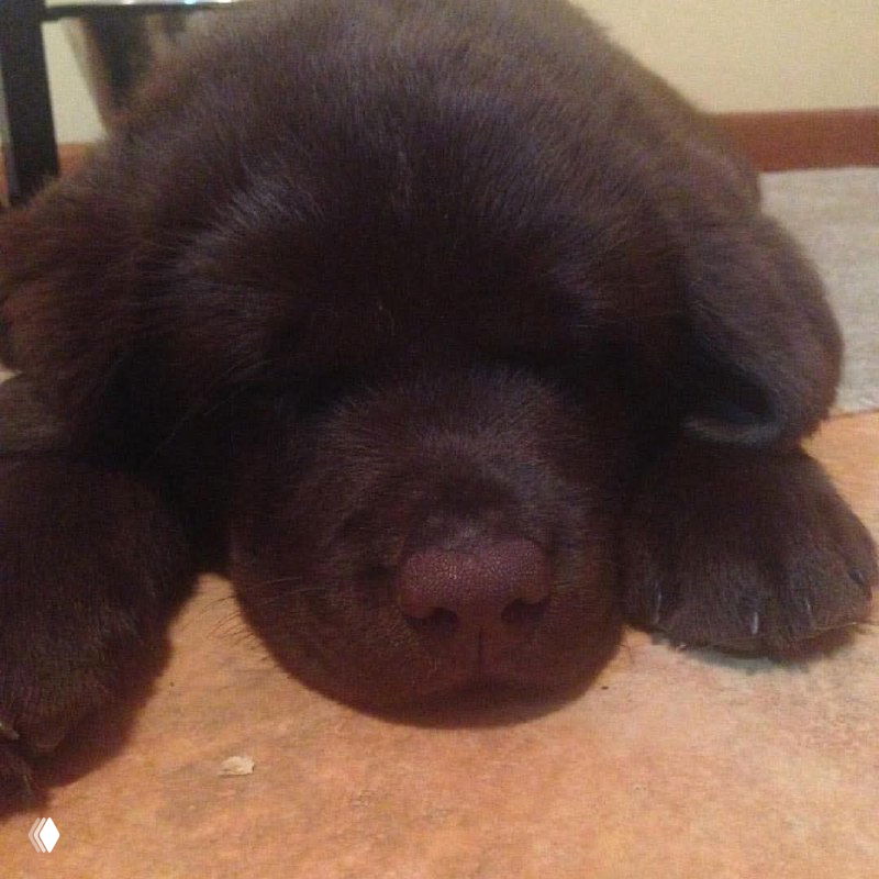 Крупный план спящего тёмного щенка: мордочка и лапки расслаблены, кадр передаёт умиротворение и уют домашней обстановки.