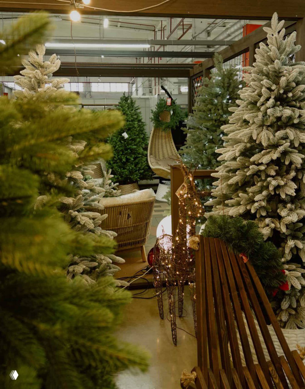 Другой ракурс выставки ёлок в магазине LetoMarket: ёлки различной высоты, декоративные гирлянды и подвесное кресло на фоне торгового зала.