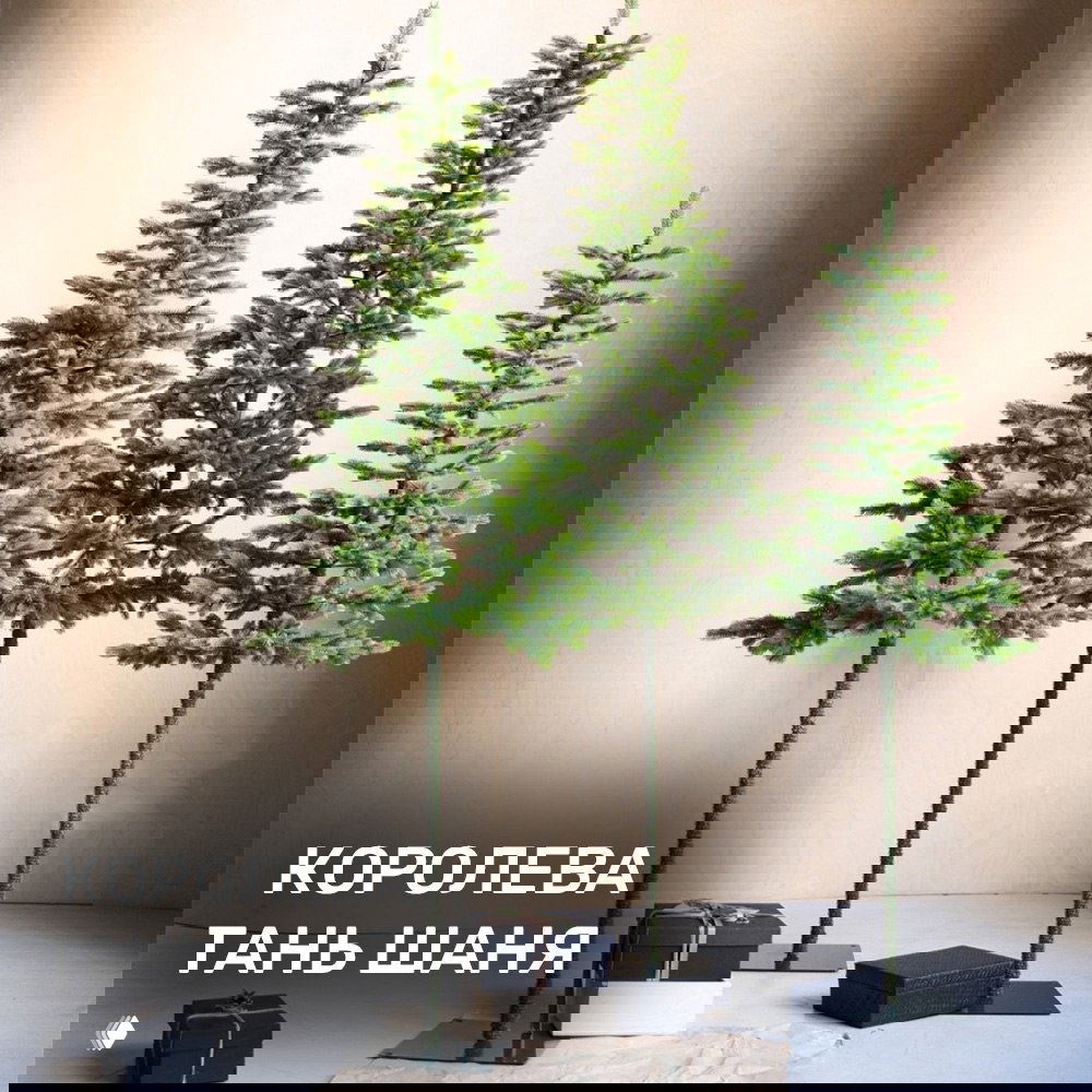 Три высокие и тонкие ёлки на подставках модели Королева Тянь Шаня, минималистичный профиль, подходящий для ограниченного пространства.