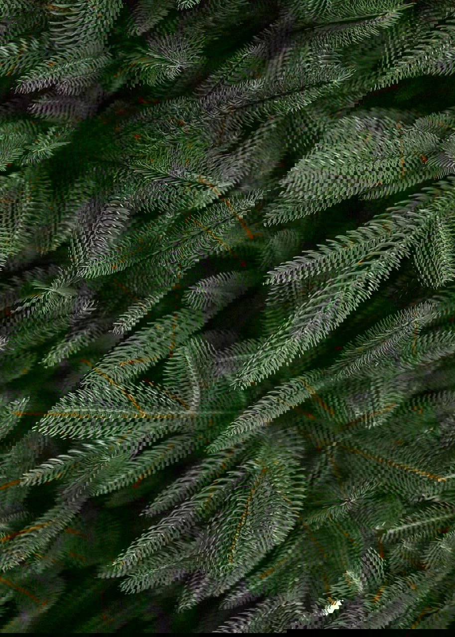 Крупный план хвои искусственной ели Самарская: чёткие иголки и ветвление, видны особенности изготовления и отделки каждой ветки.