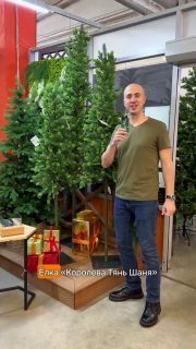 Несколько высоких зелёных ёлок в ряд на витрине магазина; рядом ведущий показывает форму и густоту ветвей.