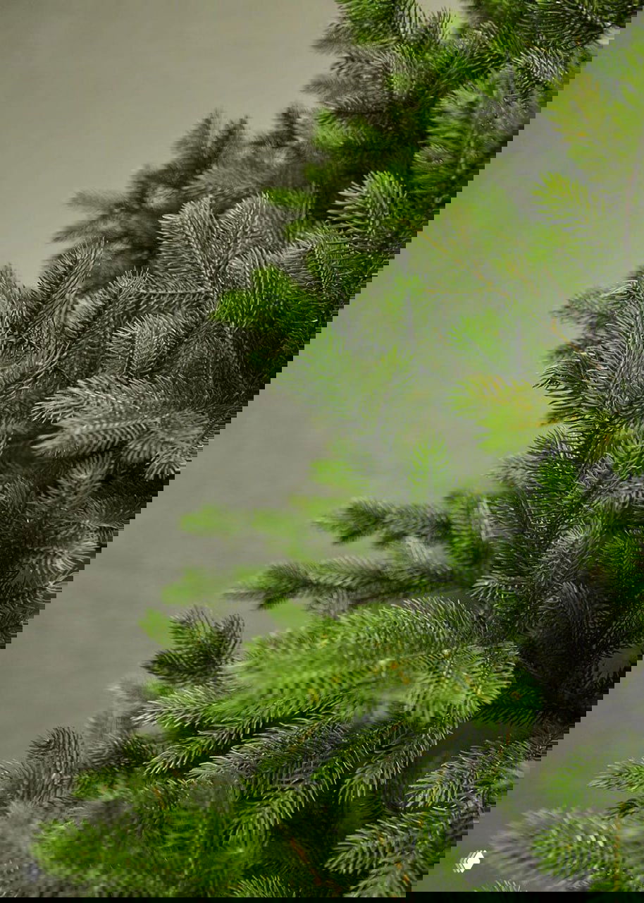 Крупный план ветвей искусственной ели: детализированные хвойные иголки и текстура веток, передающая натуральный вид зелени.