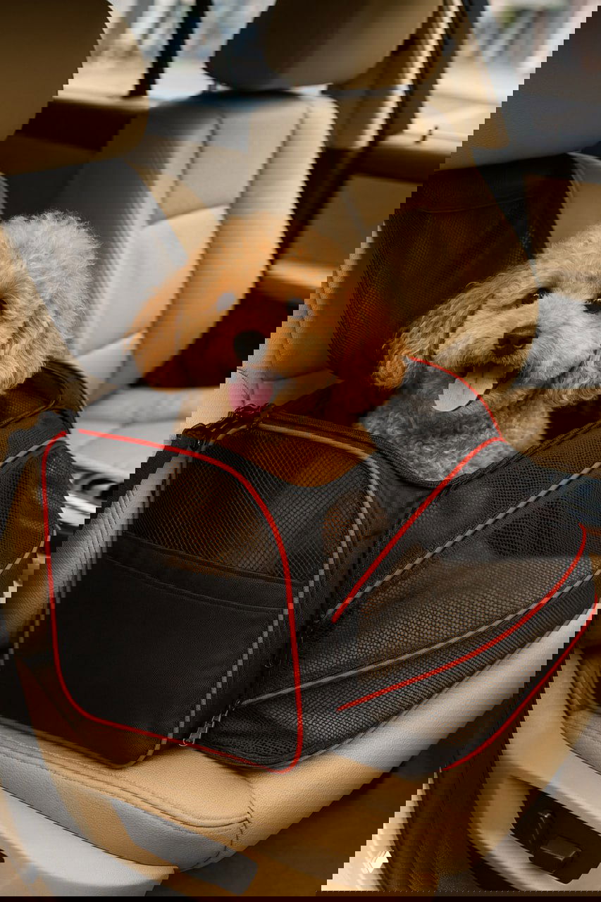 Маленький пудель в чёрно-красной переноске на переднем пассажирском сиденье автомобиля, сетчатые вставки, собачка выглядывает и выглядит довольной поездкой.