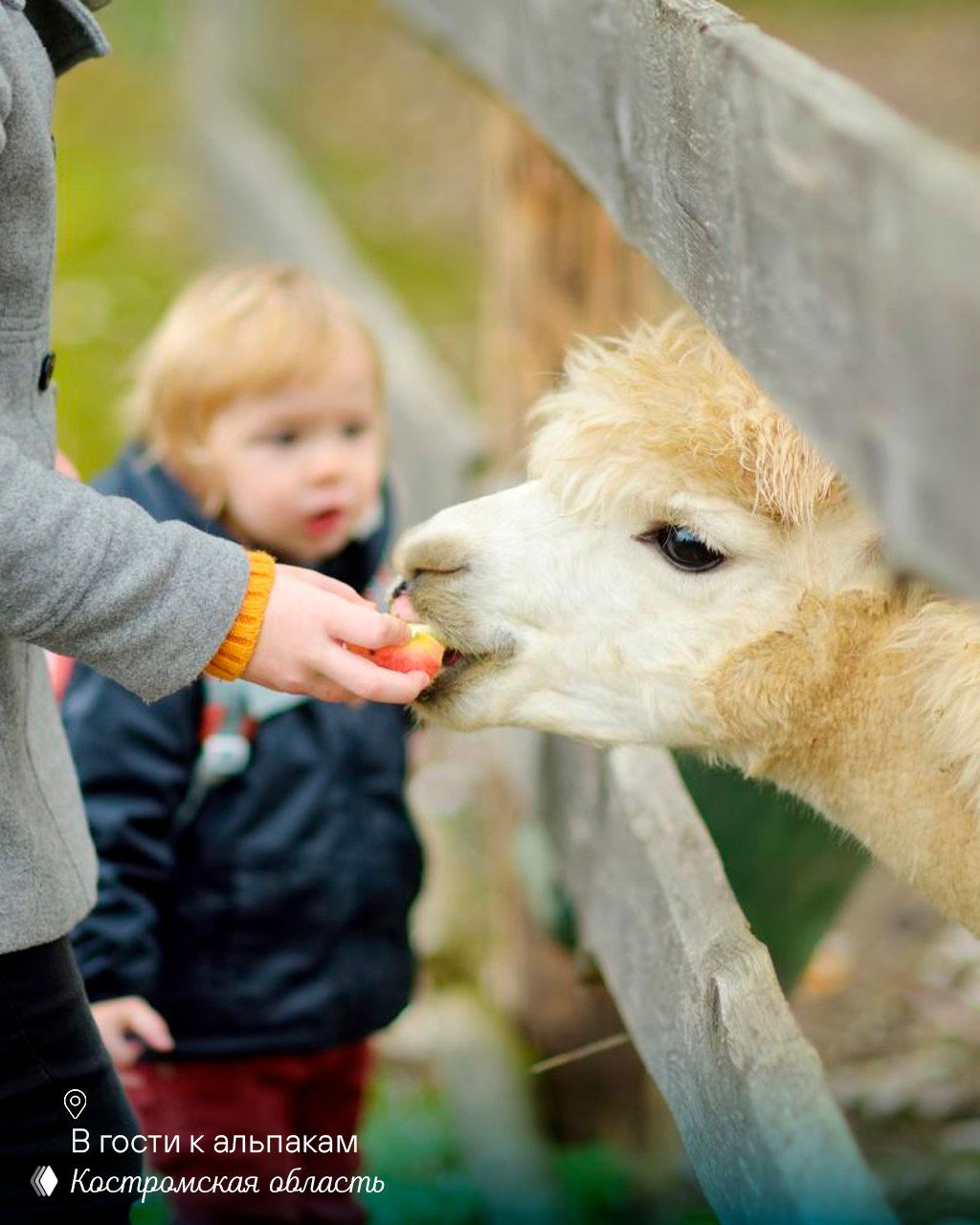 Крупный план альпаки, которая ест из руки посетителя через ограду; на заднем плане размытый ребёнок и сельская атмосфера фермы.