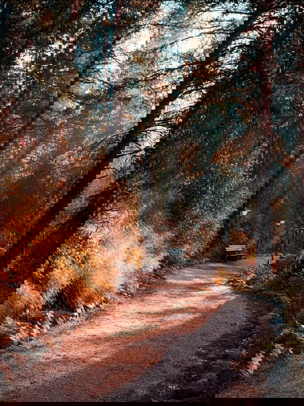 Тропа терренкура среди соснового леса, видна скамейка для отдыха, мягкий осенний свет и дорожное покрытие.