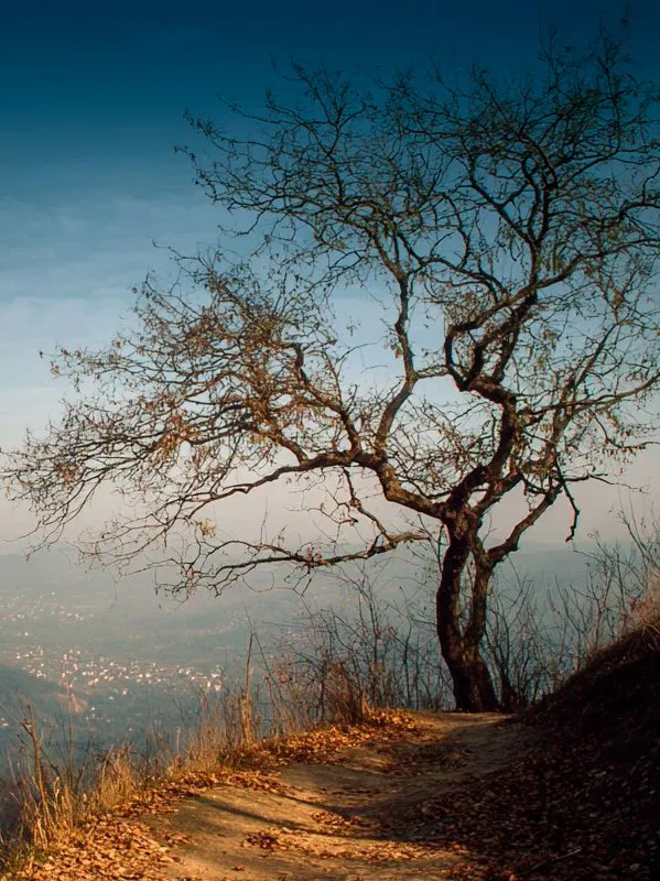 Одинокое дерево на краю обрыва с видом на долину, драматичный силуэт и спокойная панорама парка вдалеке.