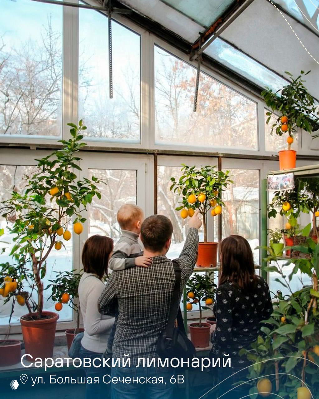Интерьер лимонария в Саратове: теплица с лимонными деревьями и посетителями, плоды на ветвях на фоне окон и зимнего пейзажа за стеклом.