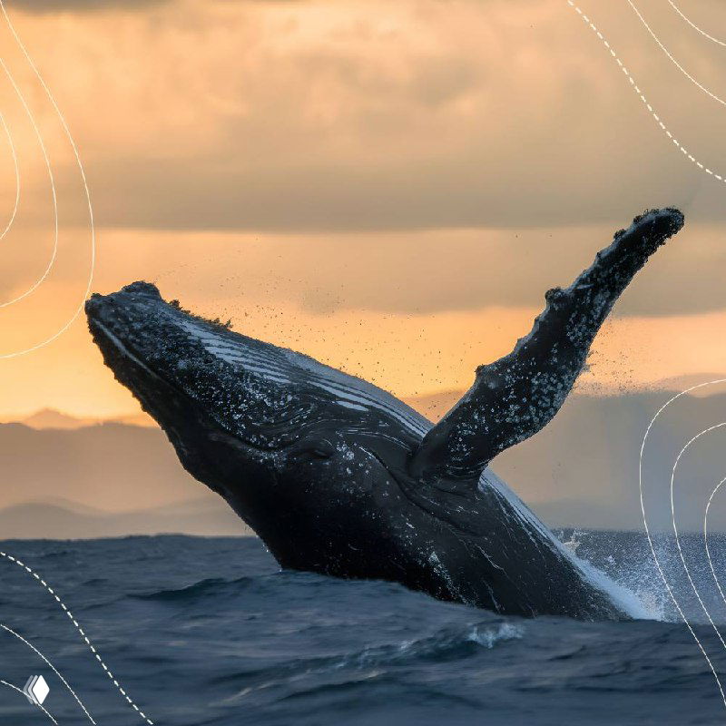 Морская сцена с крупным китом у поверхности воды на фоне низкого заката и брызг — драматичный кадр морской фауны в холодных водах.