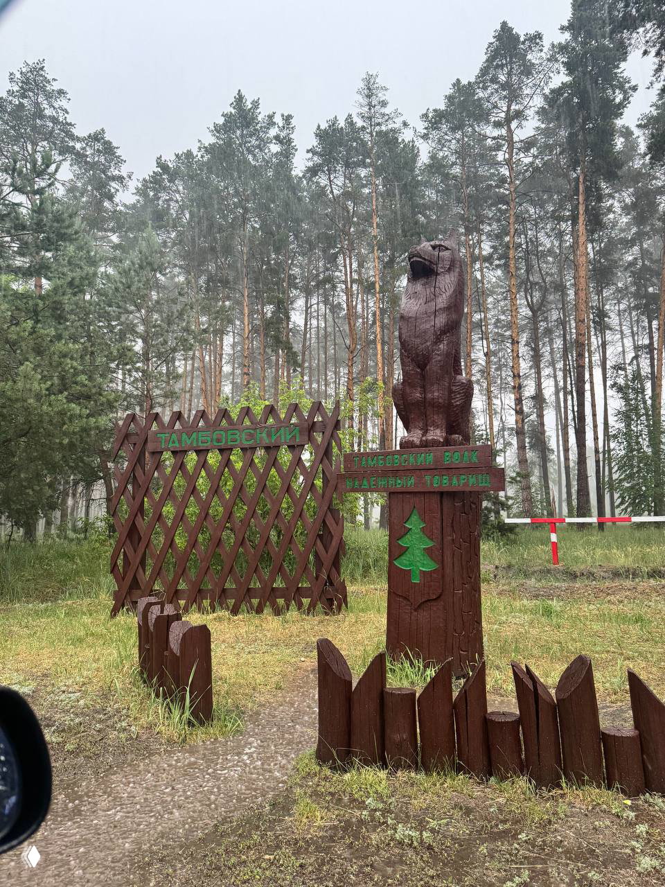 Деревянная фигурка медведя и знак «Тамбовский» у въезда в лесной массив, сосновый бор и мокрая трава после дождя вокруг.