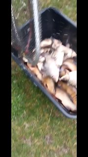 Контейнер с множеством карасей и линей, рыбы шевелятся — кадр из видео, показывающий результат зарыбления.