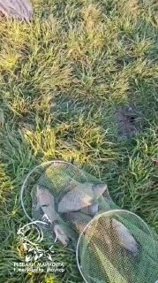Несколько рыб в подсаке на траве после рыбалки на платном водоёме «Лесной Степной», видны сетка подсакa и растительность вокруг.