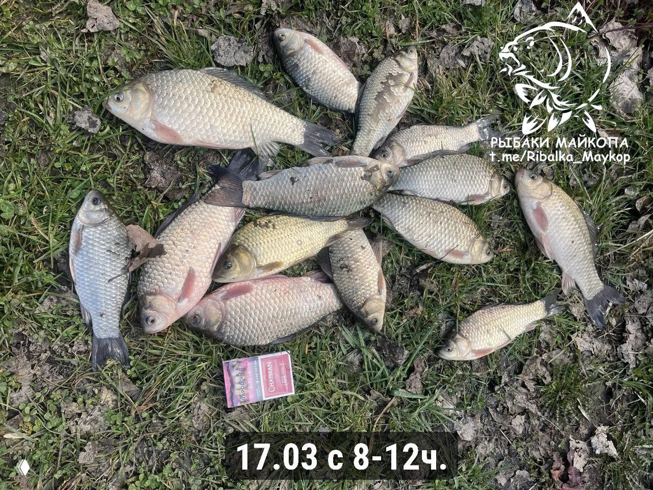 Группа карасей на траве, рядом пачка и логотип канала; видно текст с датой 17.03 и отметкой времени ловли.
