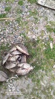 Небольшая куча пойманной рыбы в сетке на травянисто-галечном берегу, общий вид отчётного улова с водяным знаком канала.