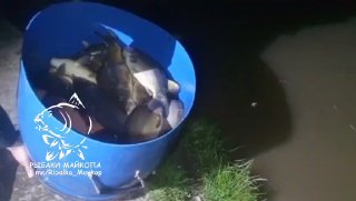 Ведро, заполненное карпами ночью на берегу после зарыбления в «Рыбацкая заводь», видны логотип канала и часть обуви.