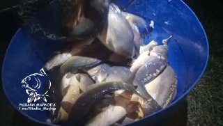 Ведро с карпами крупным планом при ночном освещении, позади видно темную поверхность воды и логотип сообщества рыбаков.