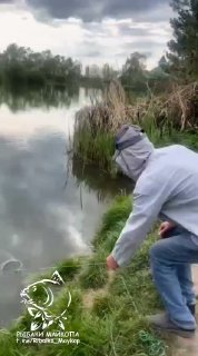 Рыбак на берегу заросшего пруда у водоёма Утятник проверяет или выпускает пойманную рыбу; видны камыш, трава и пасмурное небо.