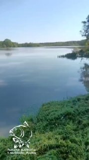 Панорамный кадр озера Белка с прибрежной травой, спокойной зеркальной водой и лесным горизонтом — фрагмент обзорного видео для рыбаков.