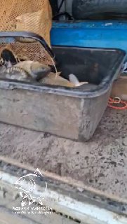 Пластиковая ванна с несколькими карпами крупного размера на фоне кузова автомобиля; кадр демонстрирует подготовку к выпуску в пруд.