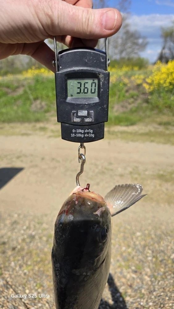 МОРОЗОВСКИЕ ПРУДЫ — отчёт 16.04