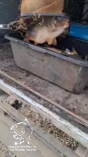 Чёрно‑серый кузов с ёмкостью, в которой лежит свежепойманный карп: несколько туш карпа крупного размера, заметен фирменный водяной знак канала.