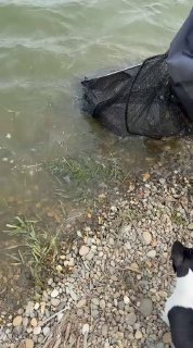 Сеть в воде у мелководья у берега: процесс отпускания или подбора рыбы, видны волны и галька на берегу.