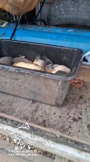 Пластиковая ванна с несколькими крупными карпами разложена в кузове автомобиля; видно размеры рыб и характерную чешую карпа, логотип на фото.