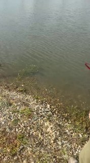 Участок береговой линии с галькой и спокойной поверхностью водоёма, общий вид места рыбалки на Лесном острове.