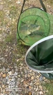 Зелёный садок с одной крупной рыбой на гальке у воды, рядом видна часть рыболовного ведра — отчёт с Лесного острова.