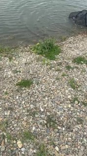 Полоса гальки вдоль берега и участок воды с небольшими волнами, типичное место для установки удочек на Лесном острове.