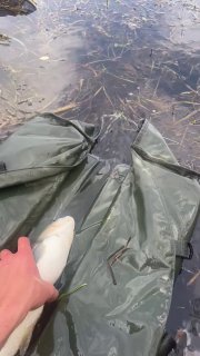 Рука рыбака держит свежепойманную рыбу над разложенным матом у воды; сцена подготовки к отпусканию или взвешиванию на берегу водоёма.