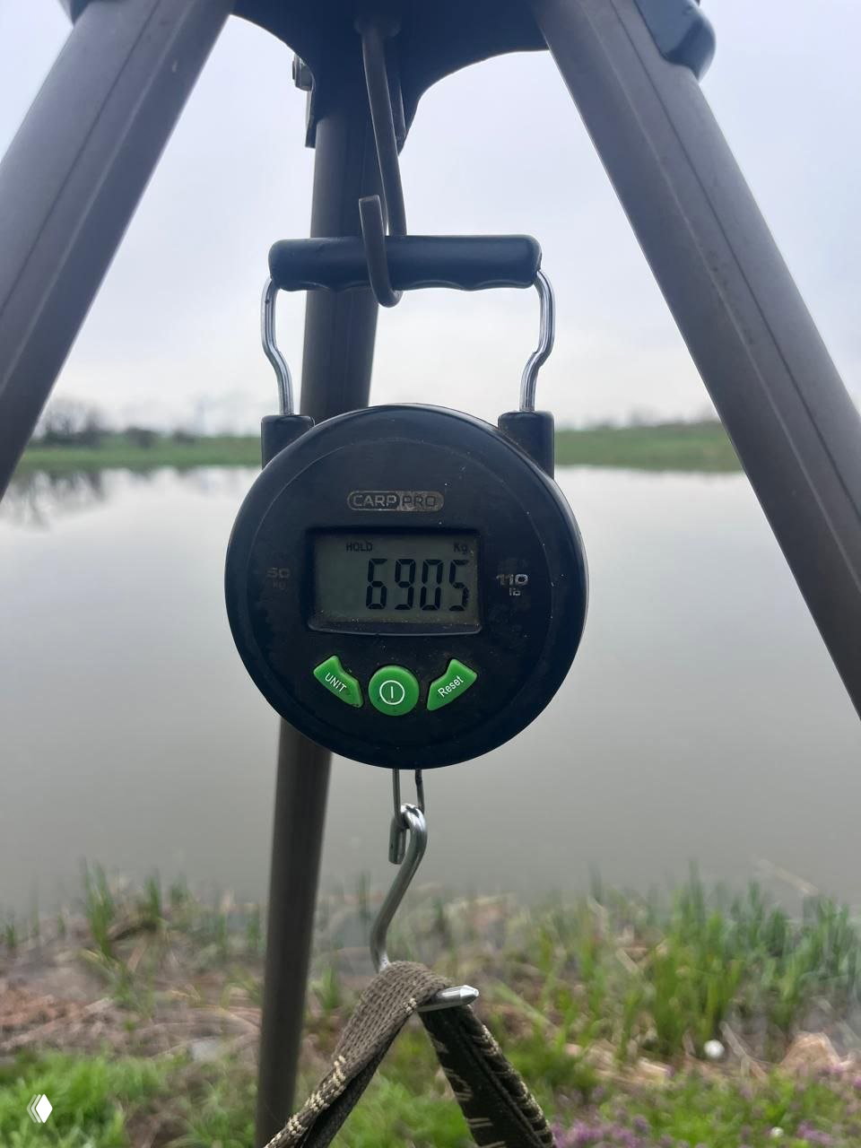 Электронные весы Carp Pro на штативе показывают значение 6.905 (кг) на фоне спокойной заводи и травяного берега — фото из отчёта 13.04.