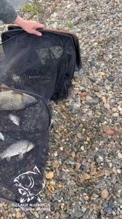 Садок с несколькими рыбами лежит на гальке у берега, крупный план; рука держит сетку, место — Лесной остров.