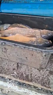 Крупный план пары карпов в пластиковой ёмкости: хорошо видна размерная категория рыб и их состояние перед выпуском в пруд; присутствует водяной знак сообщества.